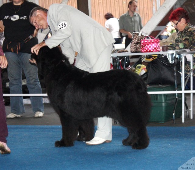 Фото: ньюфаундленд Ego Vysochestvo ot Sibirskogo Medvedja (Его Высочество от Сибирского Медведя)