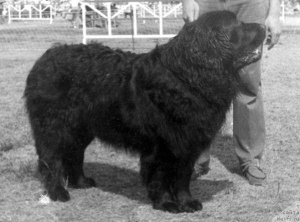 Фото: ньюфаундленд YUkatan Agli (Юкатан Агли)