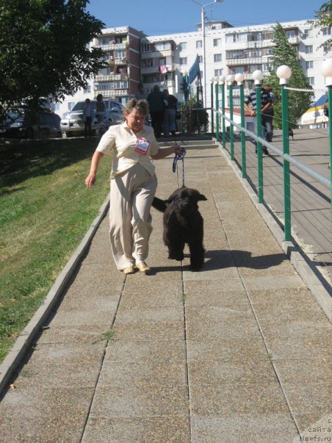 Фото: ньюфаундленд Radosvet s Berega Dona (Радосвет с Берега Дона)