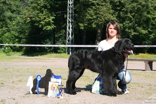 Фото: ньюфаундленд Smigar Centr Vselennoy (Смигар Центр Вселенной)
