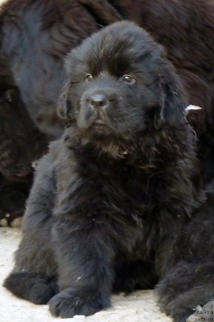 Фото: ньюфаундленд Bekhem Big Boy (Бекхем Биг Бой)