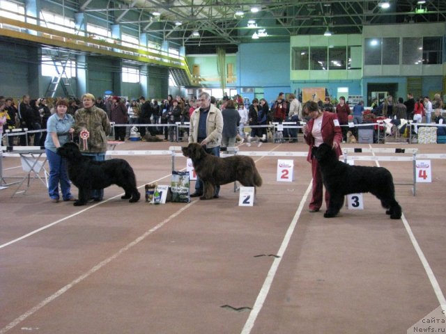 Фото: ньюфаундленд Aquatoriya Kelvin Zvezdnaya Koroleva (Акватория Келвин Звездная Королева), ньюфаундленд Amazing Grace vom Riesrand, ньюфаундленд Super Premium Glukoza (Супер Премиум Глюкоза)