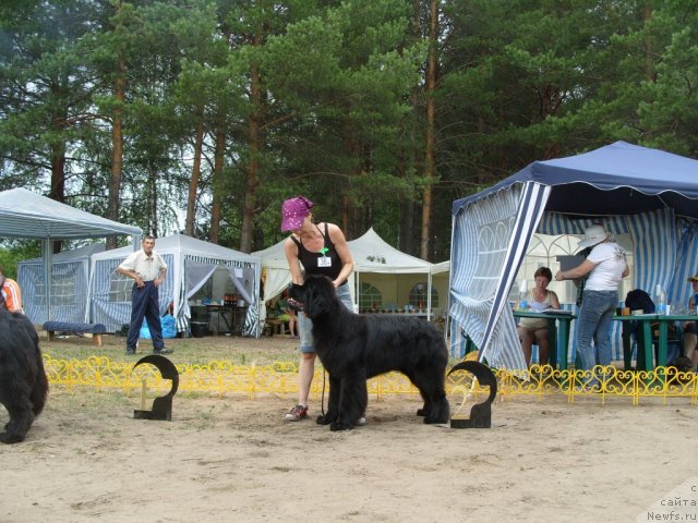 Фото: ньюфаундленд Super Premium Glukoza (Супер Премиум Глюкоза)