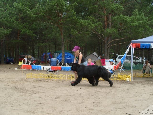 Фото: ньюфаундленд Super Premium Glukoza (Супер Премиум Глюкоза)