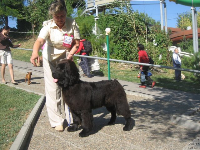 Фото: ньюфаундленд Radosvet s Berega Dona (Радосвет с Берега Дона)