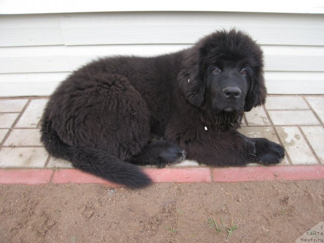 Фото: ньюфаундленд Pitern'yuf CHupa-CHups (Питерньюф Чупа-Чупс)