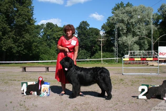 Фото: ньюфаундленд Talula Bell (Талула Белл)