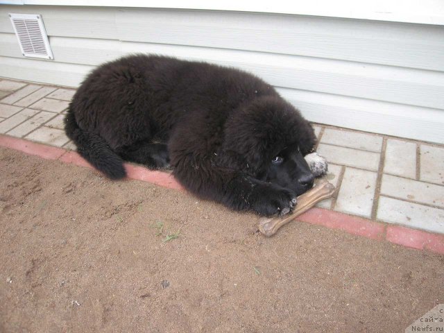 Фото: ньюфаундленд Pitern'yuf CHupa-CHups (Питерньюф Чупа-Чупс)