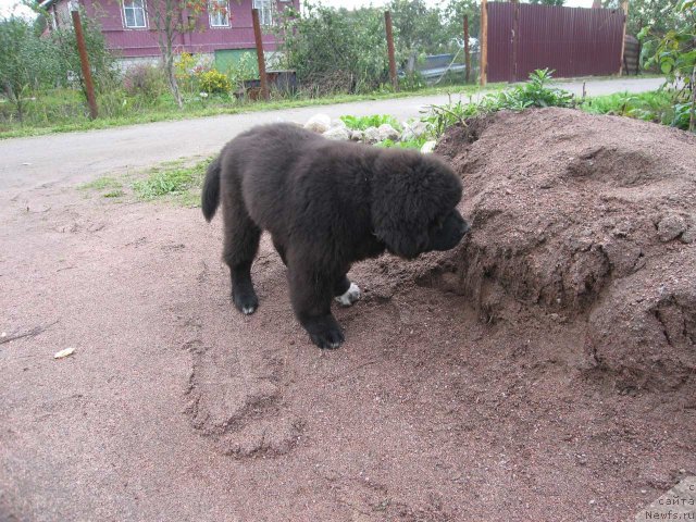 Фото: ньюфаундленд Pitern'yuf CHupa-CHups (Питерньюф Чупа-Чупс)