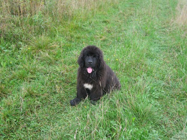 Фото: ньюфаундленд Pitern'yuf CHupa-CHups (Питерньюф Чупа-Чупс)