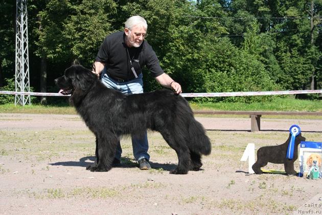 Фото: ньюфаундленд Umberto Velikolepnyiy (Умберто Великолепный)