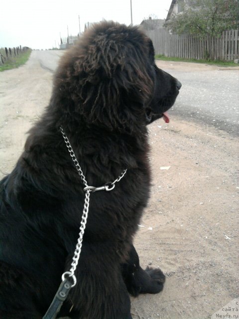 Фото: ньюфаундленд Ariadna Adaliya (Ариадна Адалия)