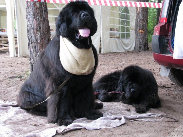 Фото: ньюфаундленд Ivan Tsarevich iz Tihogo Omuta (Иван Царевич из Тихого Омута), ньюфаундленд Super Premium Glukoza (Супер Премиум Глюкоза)