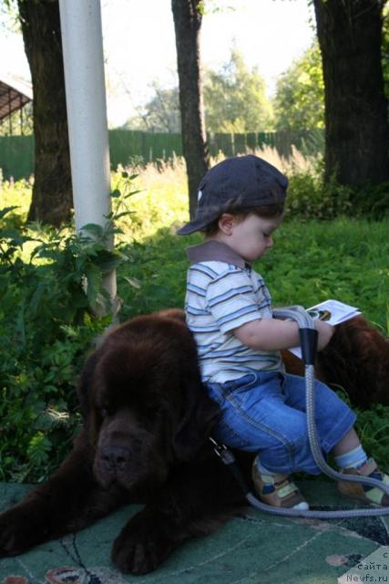 Фото: ньюфаундленд Smigar Arbat (Смигар Арбат)