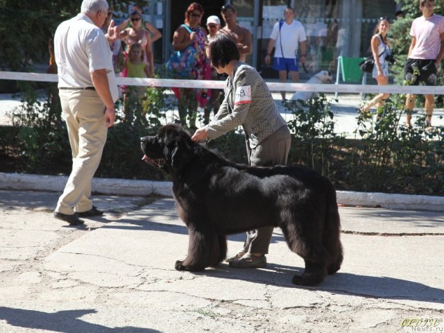 Фото: ньюфаундленд Cayuga Mescalero, Ol'ga Koroleva (Ольга Королева)