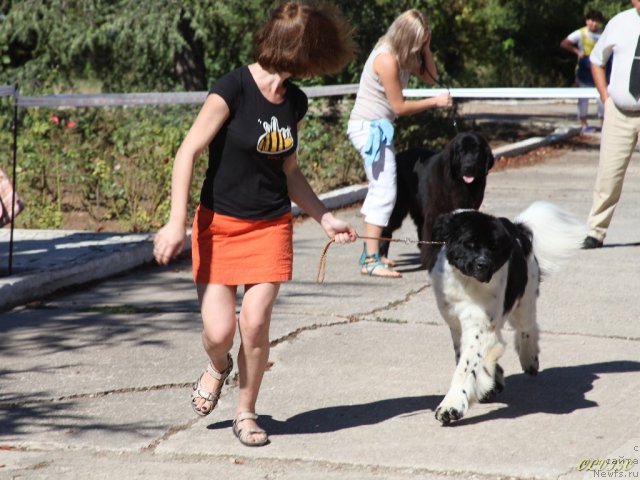 Фото: ньюфаундленд Piternyuf Prodigy (Питерньюф Продижи), Aleksandra Vesnina (Александра Веснина)