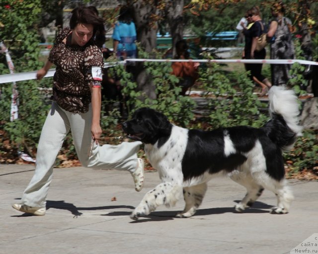 Фото: ньюфаундленд Piternyuf Prodigy (Питерньюф Продижи), Kseniya Semikova (Ксения Семикова)