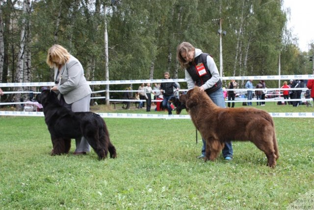 Фото: ньюфаундленд Sent Djons Sabina Mistical (Сент Джонс Сабина Мистикал), ньюфаундленд Chernyi Sharm Angel'skaya Krasota (Черный Шарм Ангельская Красота)