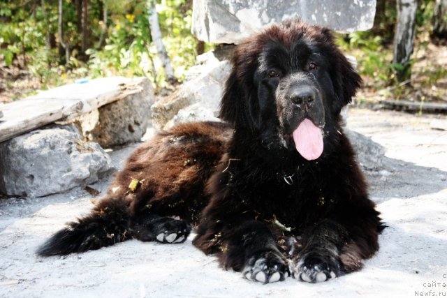 Фото: ньюфаундленд Ahrem Vyaliki Myadzvedz' (Ахрем Вялiкi Мядзведзь)