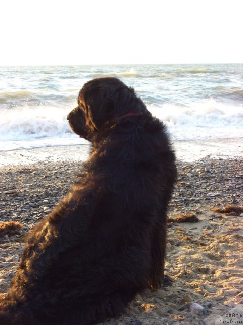 Фото: ньюфаундленд Lesnaya Skazka Lunnaya Sonata (Лесная Сказка Лунная Соната)