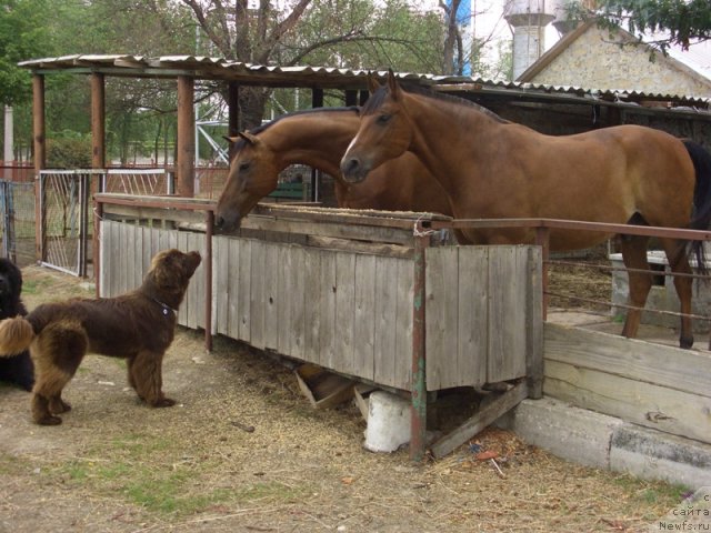 Фото: ньюфаундленд Barhatka Roskoshnaya (Бархатка Роскошная)