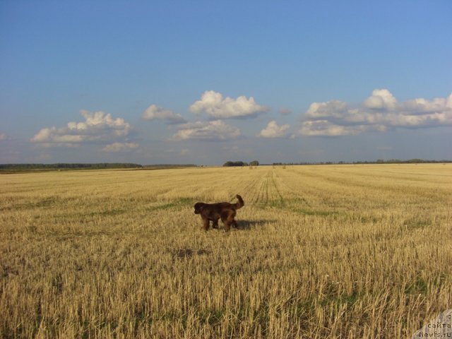 Фото: ньюфаундленд Barhatka Roskoshnaya (Бархатка Роскошная)