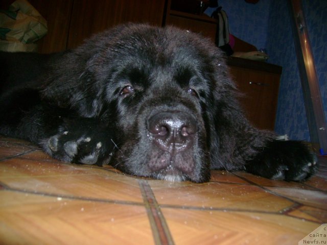 Фото: ньюфаундленд Leslley-Sia Flover (Лесли-Сиа Фловер)