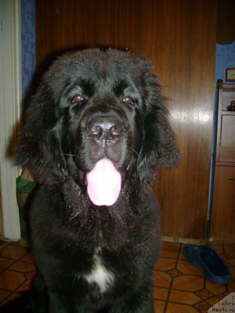 Фото: ньюфаундленд Leslley-Sia Flover (Лесли-Сиа Фловер)