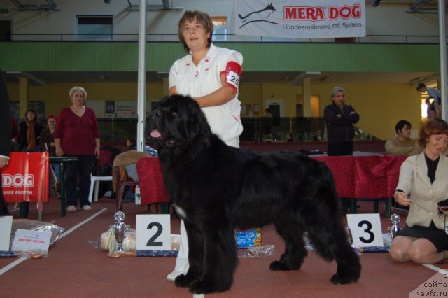 Фото: ньюфаундленд Bowaters Time Traveler