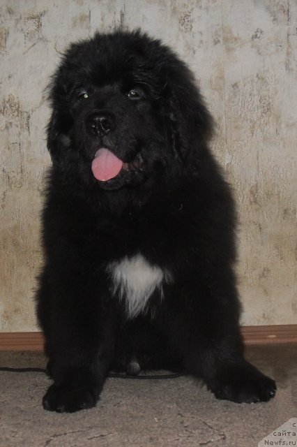 Фото: ньюфаундленд Izumrud Moey Dushi (Изумруд Моей Души)