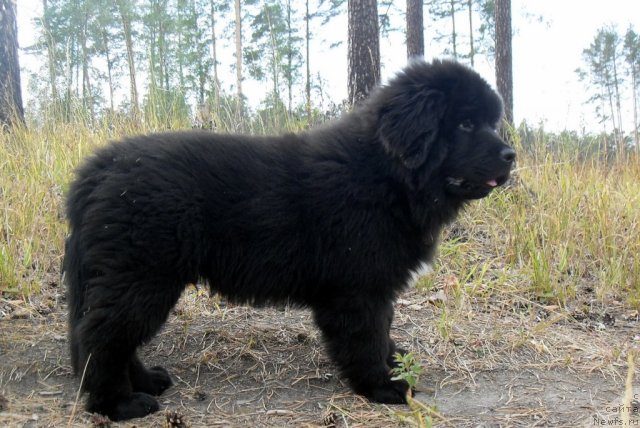 Фото: ньюфаундленд Izumrud Moey Dushi (Изумруд Моей Души)