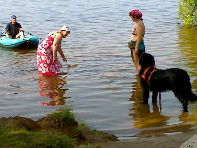 Фото: ньюфаундленд Atlant Byest (Атлант Бэст), Varvara Ryibalova (Варвара Рыбалова)