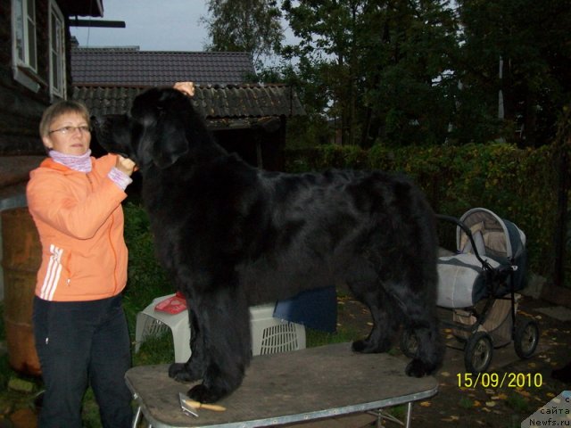Фото: ньюфаундленд Gloriya Grand Blek (Глория Гранд Блек), Elena Kuz'mina (Елена Кузьмина)
