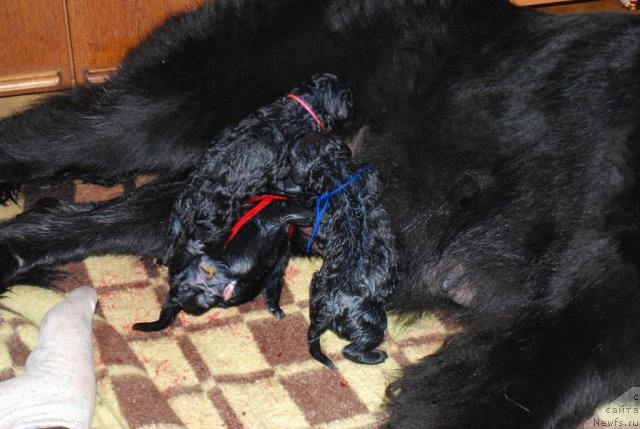 Фото: ньюфаундленд Smigar Imperiya Strasti (Смигар Империя Страсти)