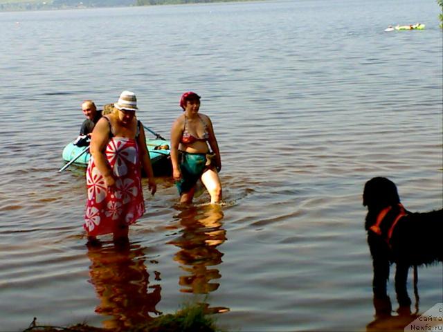 Фото: ньюфаундленд Atlant Byest (Атлант Бэст), Varvara Ryibalova (Варвара Рыбалова)