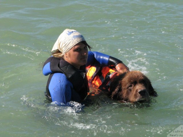 Фото: Anastasiya Mihaylova (Анастасия Михайлова), ньюфаундленд YUdjin s Berega Dona (Юджин с Берега Дона)