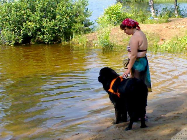 Фото: ньюфаундленд Atlant Byest (Атлант Бэст), Varvara Ryibalova (Варвара Рыбалова)