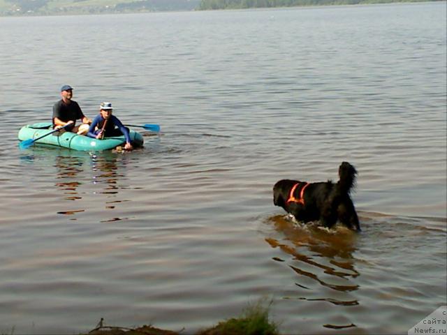 Фото: ньюфаундленд Atlant Byest (Атлант Бэст)