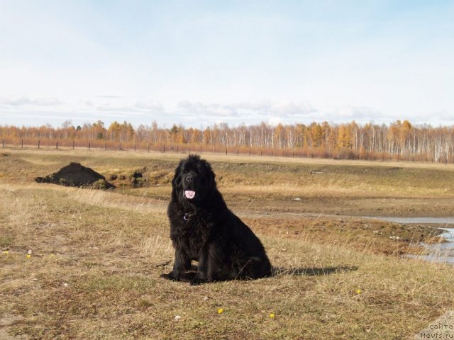 Фото: ньюфаундленд Yarada iz Sibirskoy Glubinki (Ярада из Сибирской Глубинки)