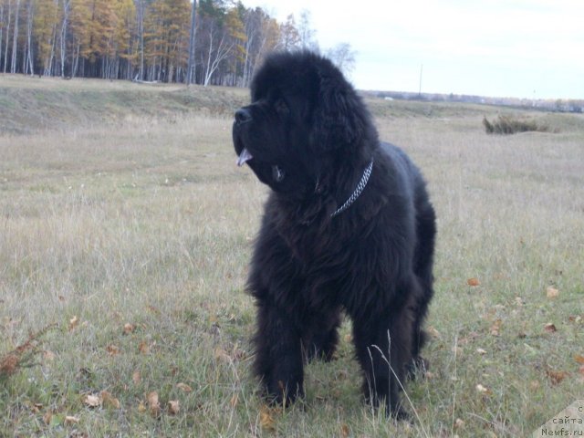 Фото: ньюфаундленд Karat iz Medvejyego Yara (Карат из Медвежьего Яра)