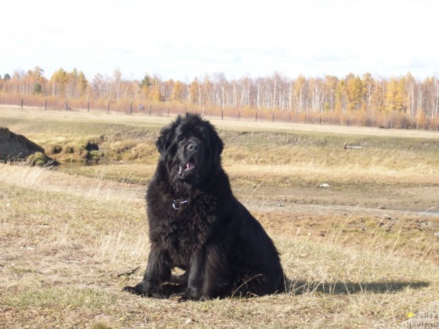 Фото: ньюфаундленд Yarada iz Sibirskoy Glubinki (Ярада из Сибирской Глубинки)