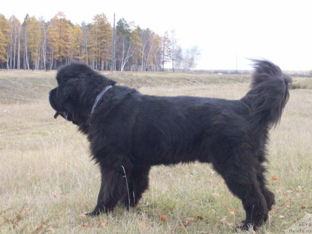 Фото: ньюфаундленд Karat iz Medvejyego Yara (Карат из Медвежьего Яра)