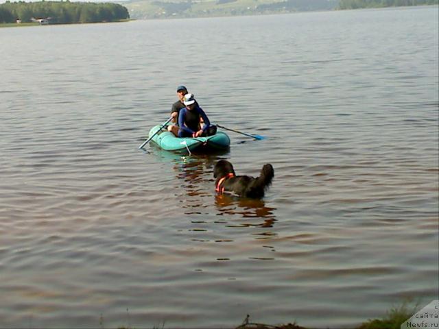 Фото: ньюфаундленд Atlant Byest (Атлант Бэст)