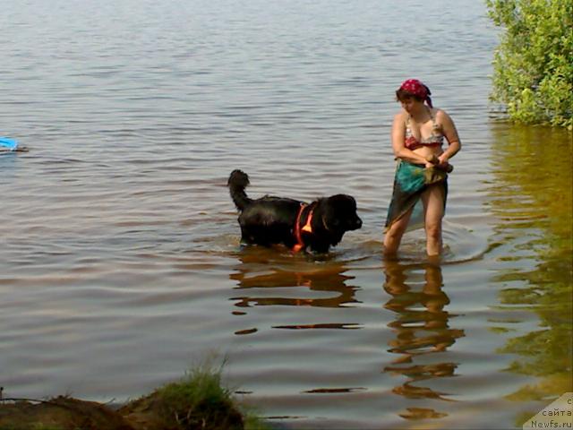 Фото: ньюфаундленд Atlant Byest (Атлант Бэст), Varvara Ryibalova (Варвара Рыбалова)