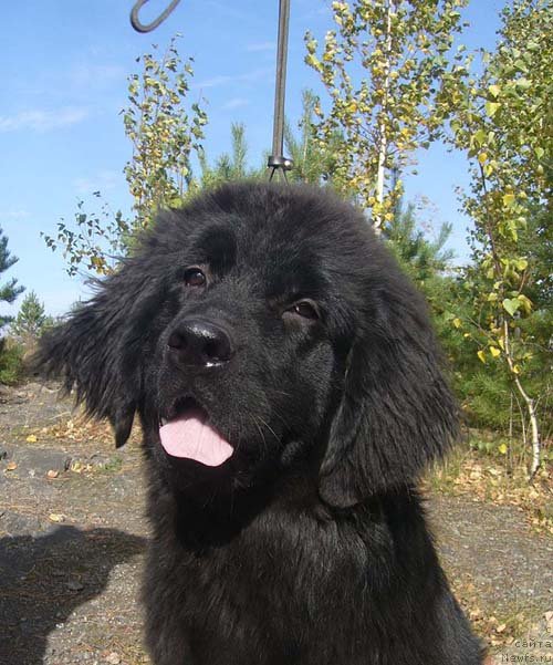 Фото: ньюфаундленд Super Bizon Do Re Mi (Супер Бизон До Ре Ми)