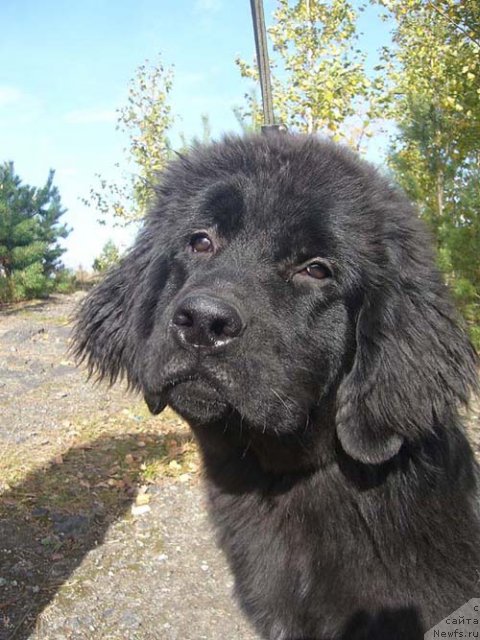 Фото: ньюфаундленд Super Bizon Do Re Mi (Супер Бизон До Ре Ми)