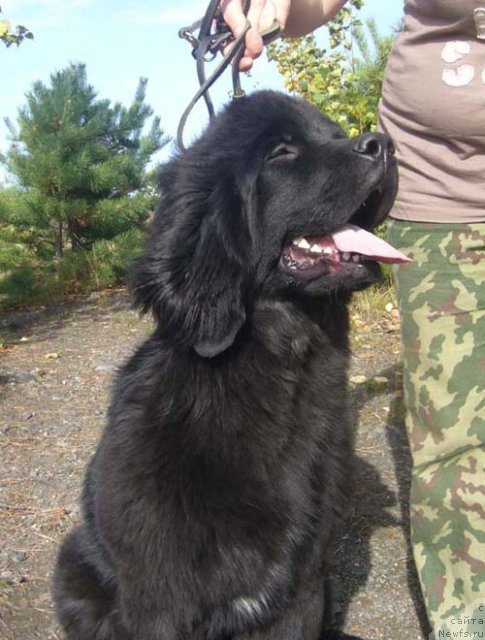 Фото: ньюфаундленд Super Bizon Do Re Mi (Супер Бизон До Ре Ми)