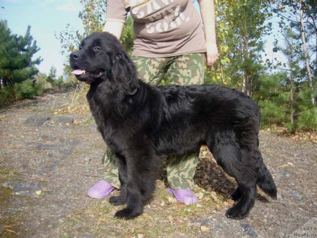 Фото: ньюфаундленд Super Bizon Do Re Mi (Супер Бизон До Ре Ми)