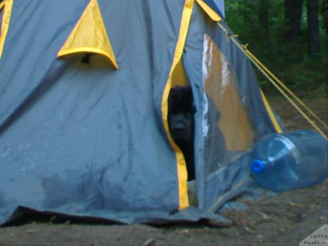 Фото: ньюфаундленд Atlant Byest (Атлант Бэст)