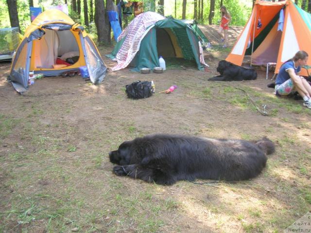 Фото: ньюфаундленд Atlant Byest (Атлант Бэст)